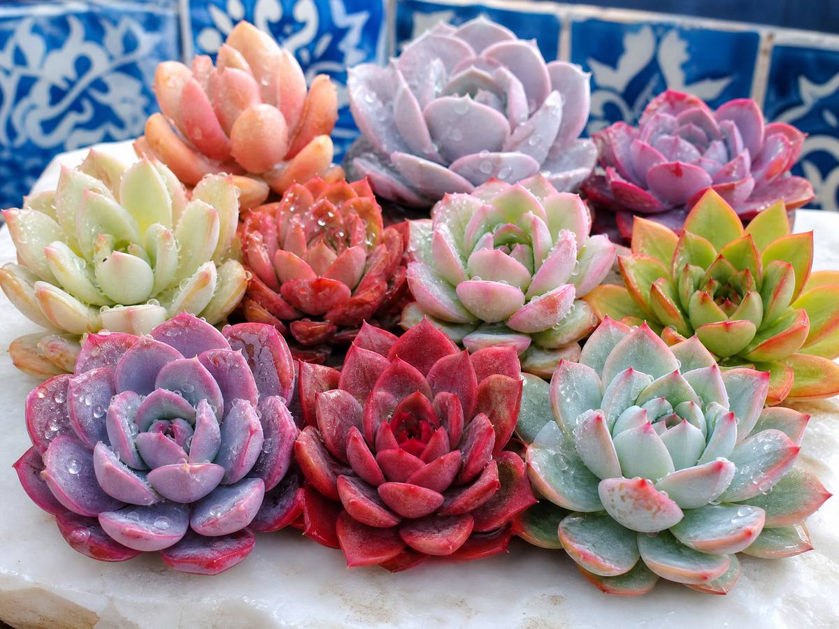 蜜芽